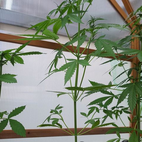 June growlog timeline photo