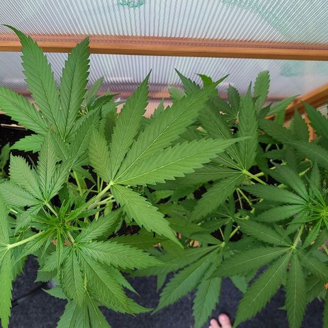 Mary growlog timeline photo