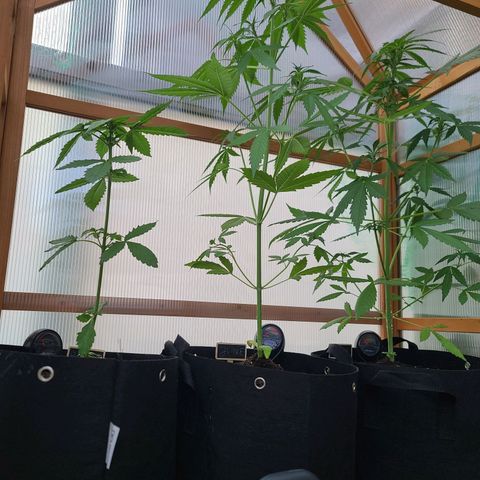 Mary growlog timeline photo