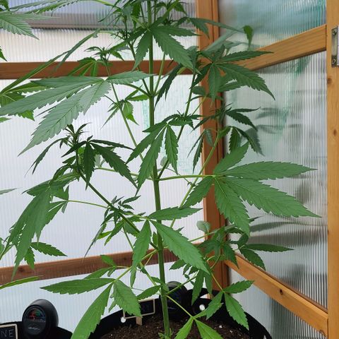 Mary growlog timeline photo