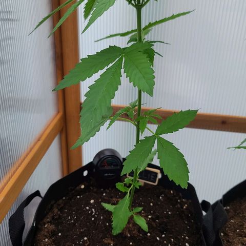 Billie growlog timeline photo