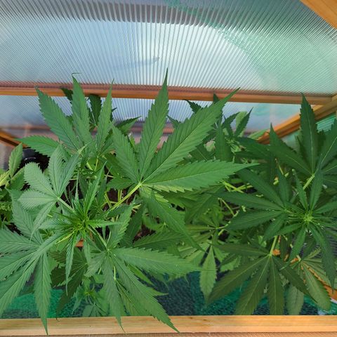 Mary growlog timeline photo