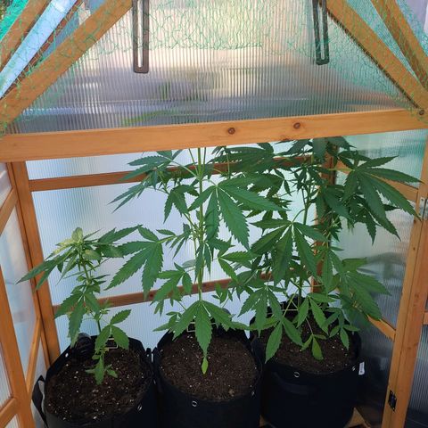 Mary growlog timeline photo