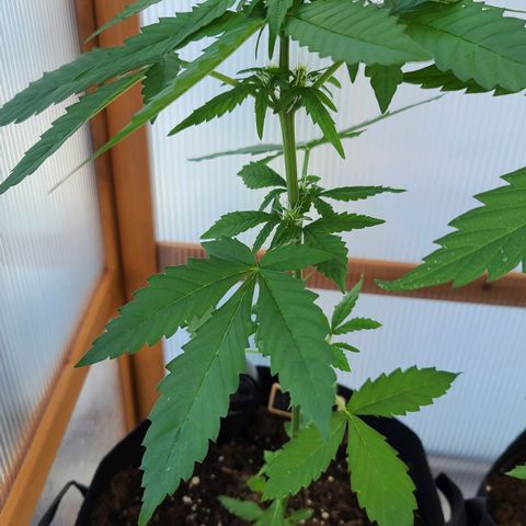Billie growlog timeline photo