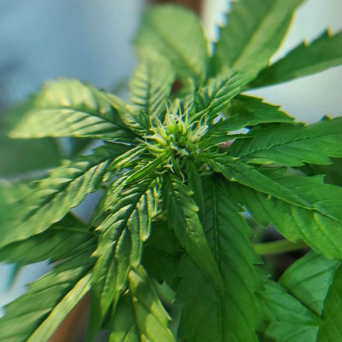 Billie growlog timeline photo