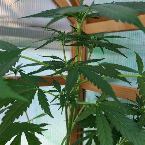 Mary growlog timeline photo