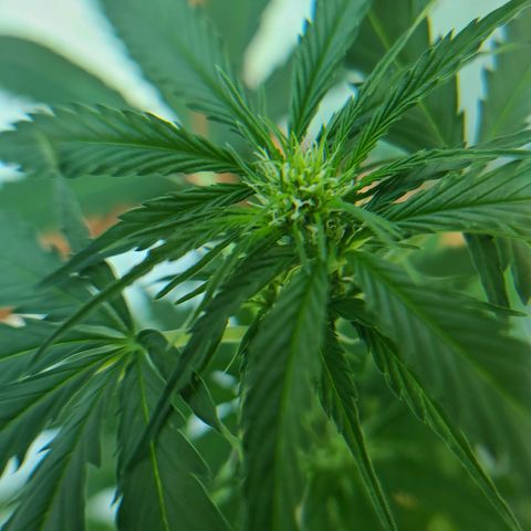 Mary growlog timeline photo