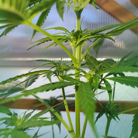 Mary growlog timeline photo