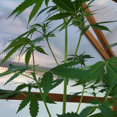 June growlog timeline photo