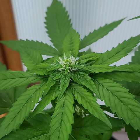 Billie growlog timeline photo