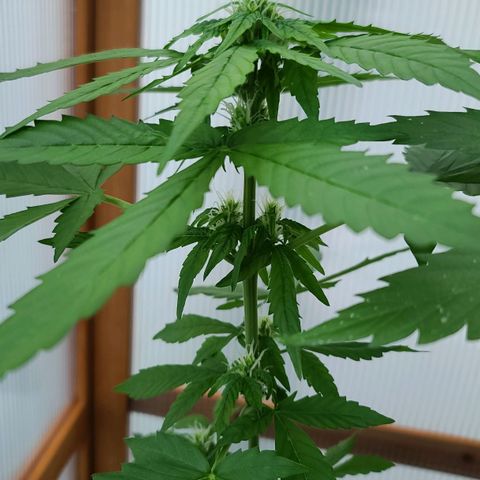 Billie growlog timeline photo