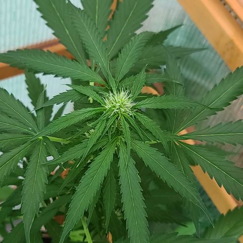 Mary growlog timeline photo
