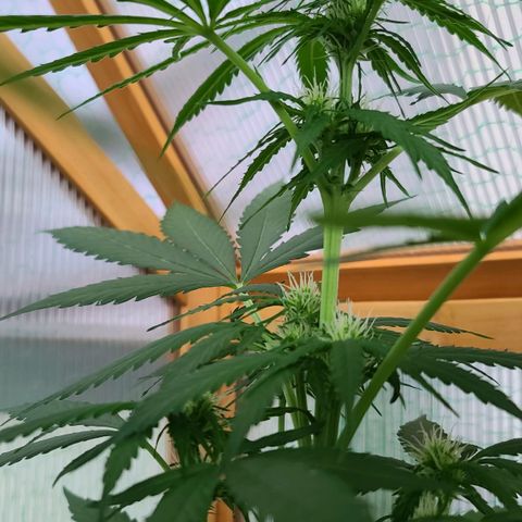 Mary growlog timeline photo
