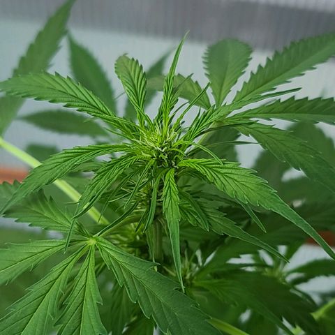 June growlog timeline photo