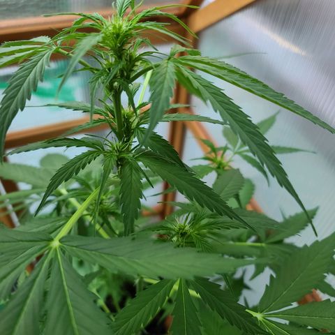 June growlog timeline photo