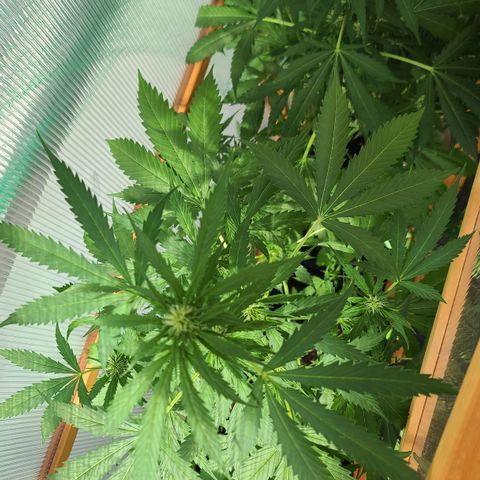 Mary growlog timeline photo