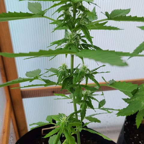 Billie growlog timeline photo