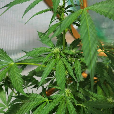 June growlog timeline photo