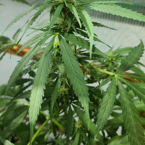 Mary growlog timeline photo