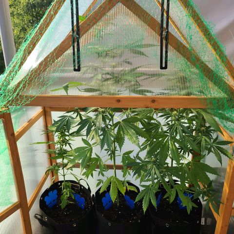 Mary growlog timeline photo
