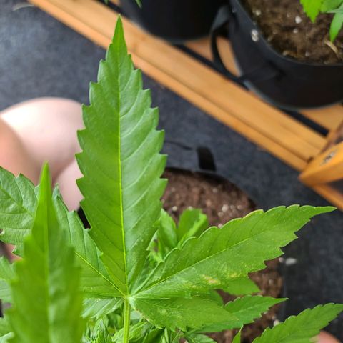 Billie growlog photo: Befallspuren von Billie