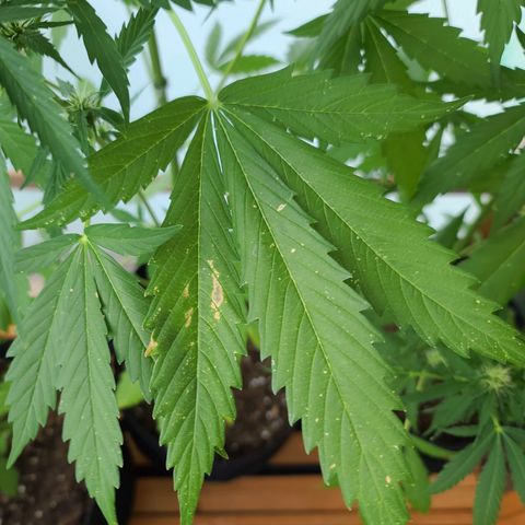 June growlog photo: Befallspuren von June