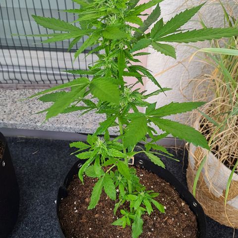 Billie growlog timeline photo