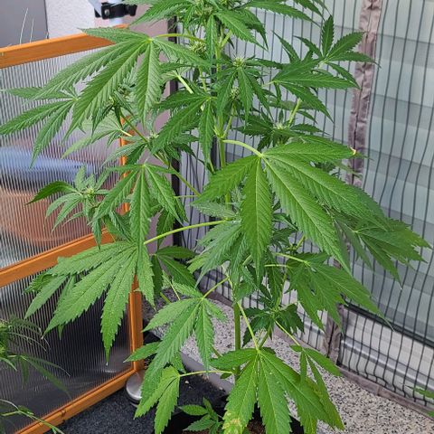 June growlog timeline photo
