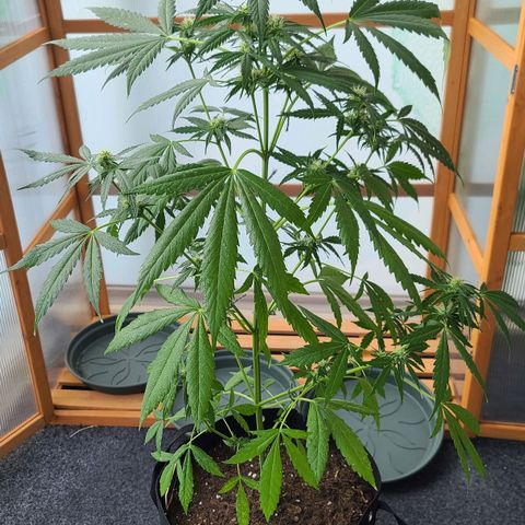 Mary growlog timeline photo