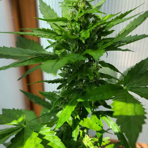 Billie growlog timeline photo