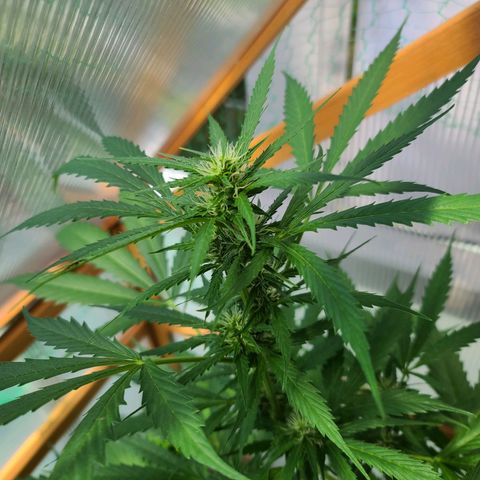 June growlog timeline photo