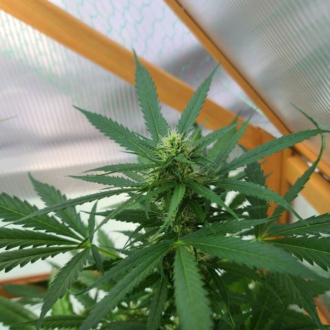 Mary growlog timeline photo