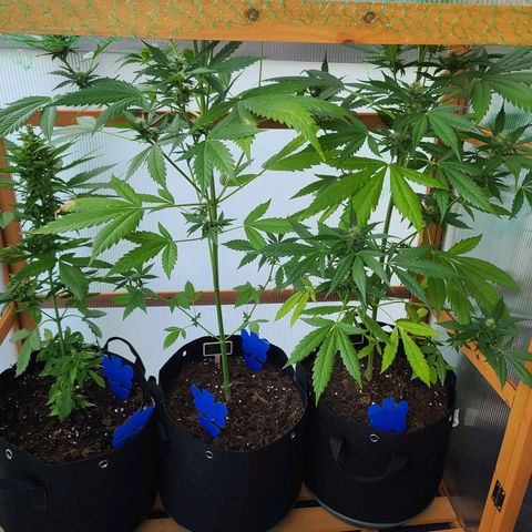Mary growlog timeline photo