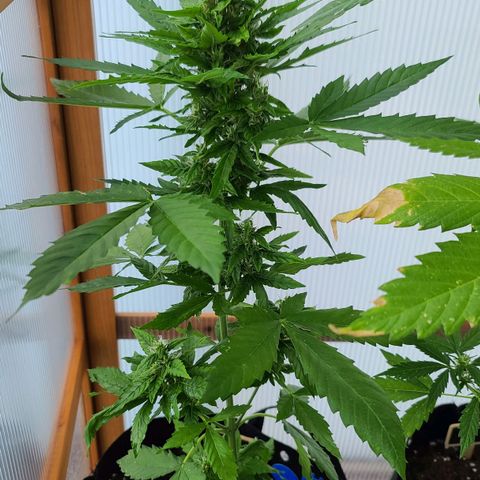 Billie growlog timeline photo