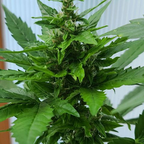 Billie growlog photo: Blütenstand von Billie
