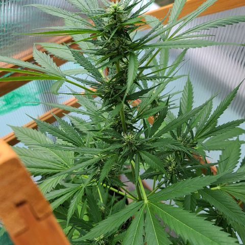 June growlog timeline photo