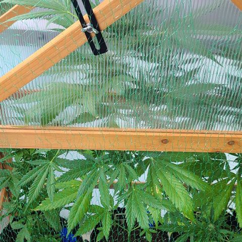 June growlog timeline photo