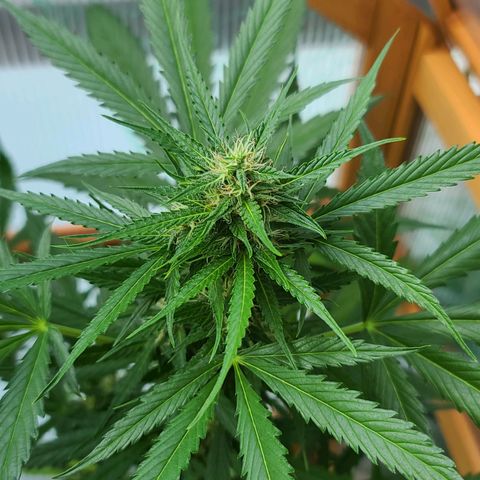 Mary growlog timeline photo