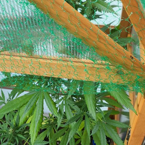 Mary growlog timeline photo