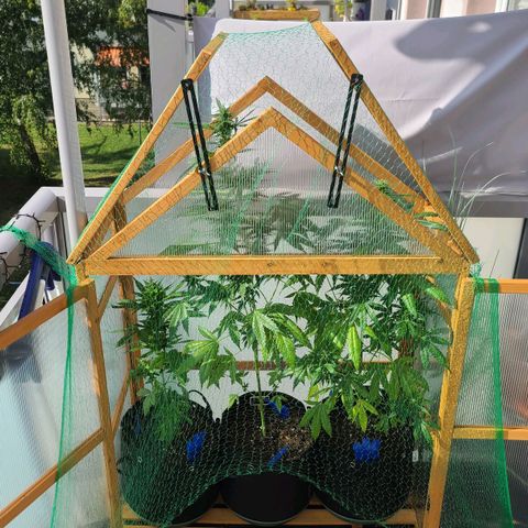 Mary growlog timeline photo