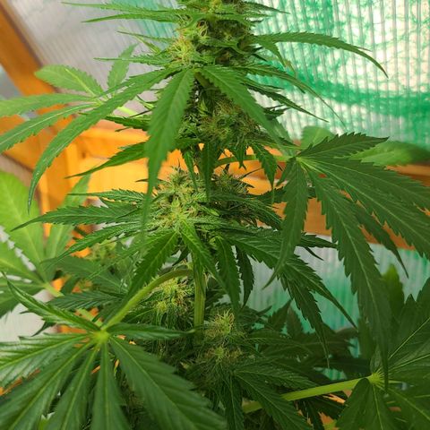 Mary growlog photo: Mainbuds von Mary