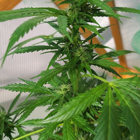 June growlog photo: Mainbud von June