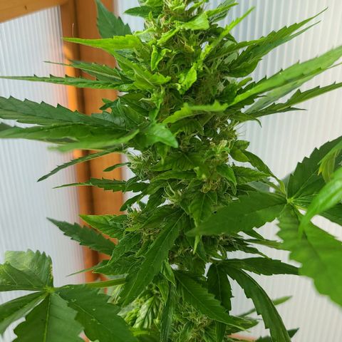 Billie growlog photo: Mainbud von Billie