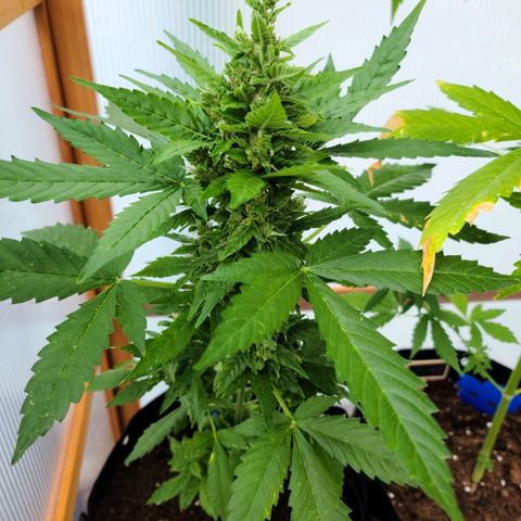 Billie growlog timeline photo