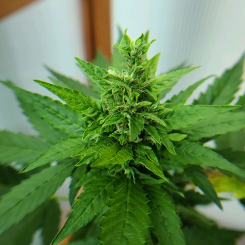 Billie growlog timeline photo