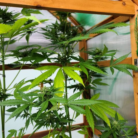 Mary growlog timeline photo