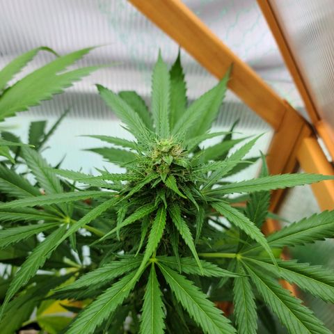 Mary growlog timeline photo