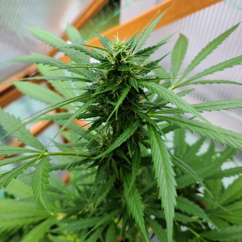June growlog timeline photo