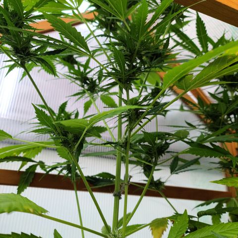 June growlog timeline photo