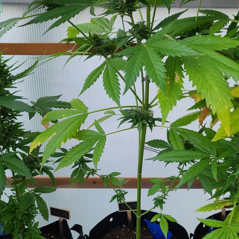 June growlog timeline photo